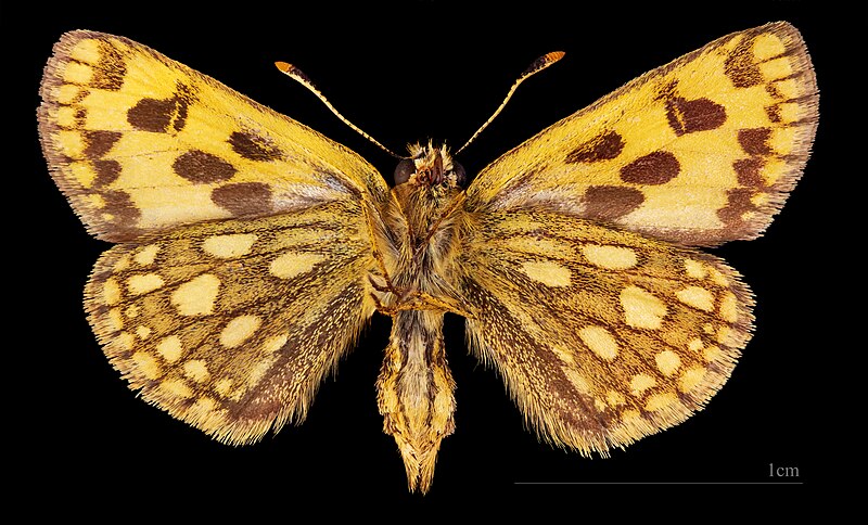 File:(MHNT) Carterocephalus silvicola - Puszcza Kampinoska - Pologne - female ventral.jpg