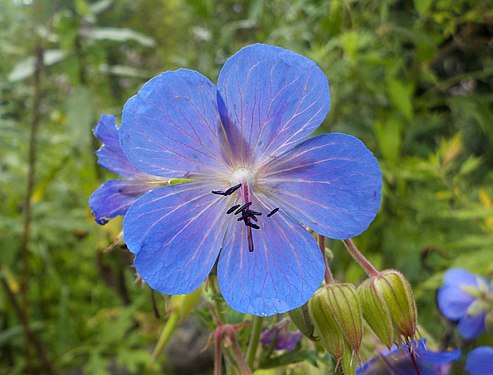 Geranium pratense in Podolsk, Russia