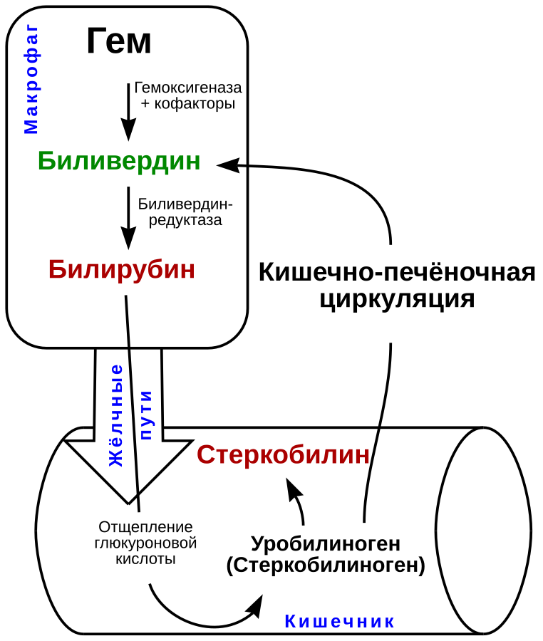 Метаболизм гема схема