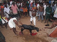 A goat being sacrificed in a Temple festival in Tamil Nadu. kttaavettttu.JPG