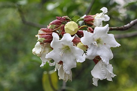 ไฟล์:หิรัญญิการ์_Beaumontia_grandiflora_Wall._FAMILY_APOCYNACEAE_(2).jpg