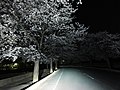 きらくやまの夜桜 - panoramio.jpg