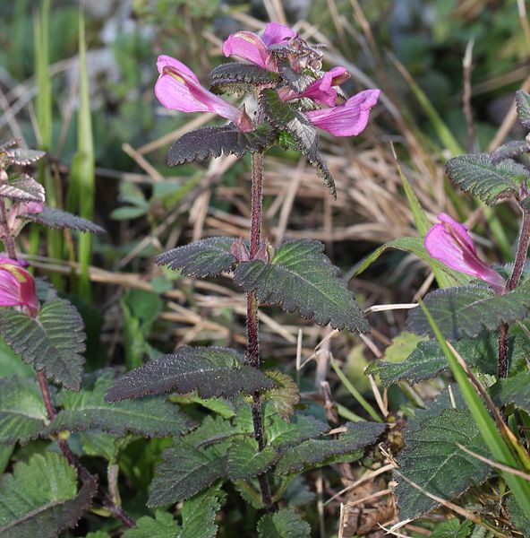 File:シオガマギク Pedicularis resupinata subsp. oppositifolia 0s4.JPG