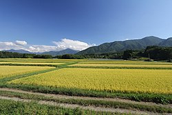 Riisipeltoja Fukushimassa