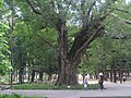 臺灣已知最大的菩提樹，為1901年時所種，位於公園南路側[7][10]。