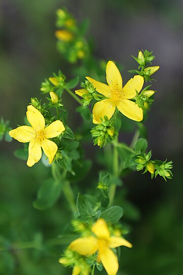 Hypericum perforatum