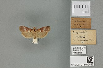 Pinned specimen of Acrobasis repandana 013469453 151474 1083161-S Acrobasis repandana (Fabricius, 1798).jpg