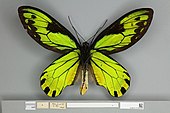 013602485 Ornithoptera victoriae regis ventral male.jpg