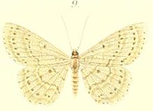 09-Boarmia viridaria=Catoria delectaria (Walker, 1866).JPG