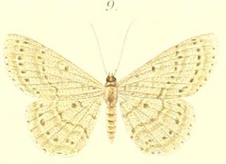 <i>Catoria</i> Genus of moths