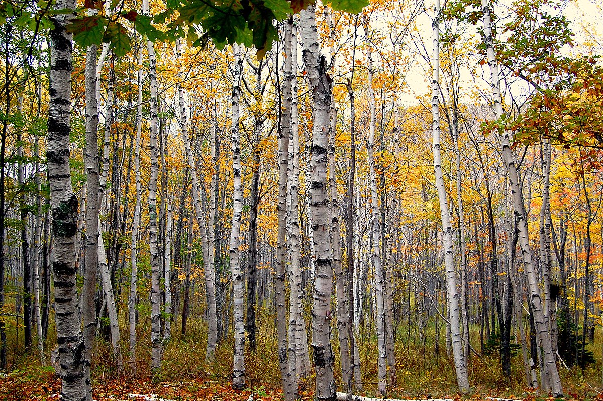 End paper, laid - natural white (yellowish-white)