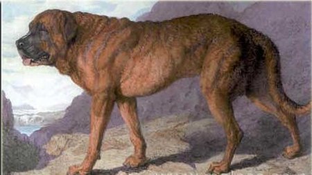 Chó Mastiff Núi Anpơ