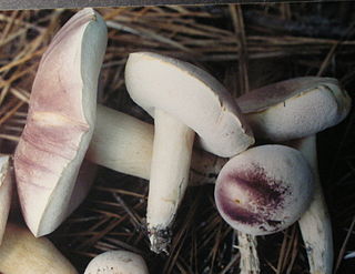 <i>Tylopilus williamsii</i> Species of fungus