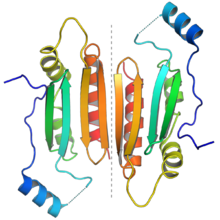 1R9F Tombusvirus p19 dimer.png