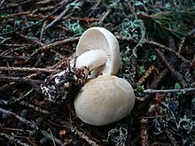 2012-05-24 Tricholoma inamoenum (Fr.) Gillet 221464.jpg