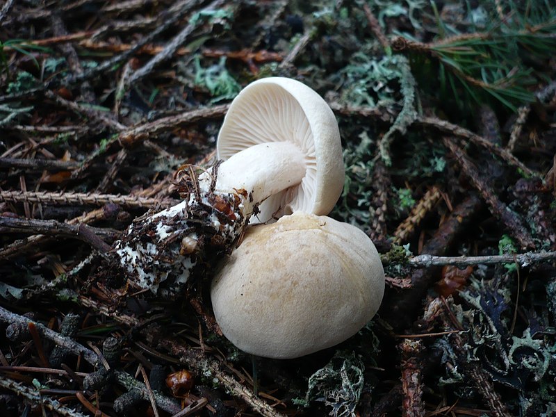 File:2012-05-24 Tricholoma inamoenum (Fr.) Gillet 221464.jpg