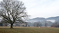 Breitenfurt bei Wien, Stieleiche (Naturdenkmal MD-092)