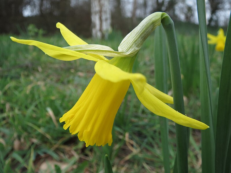 File:20140226Narcissus2.jpg