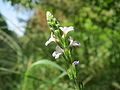 IJzerkruid, Verbena officinalis