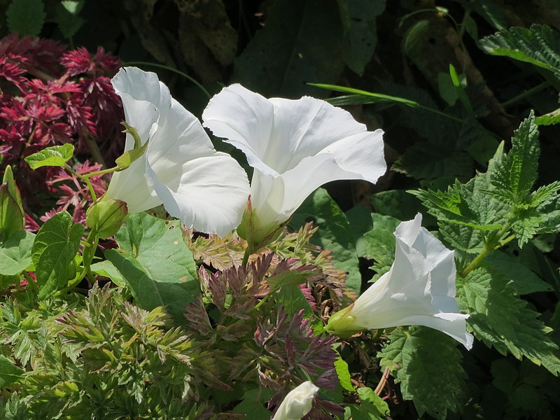 File:20140715Calystegia sepium2.jpg