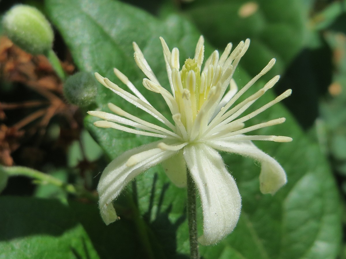 Clematis vitalba