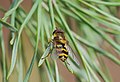 Gemeine Garten-Schwebfliege - Syrphus ribesii, Männchen