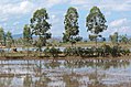 * Nomination Ponds near Phonsavan in Xiangkhouang Province, Laos --Jakubhal 22:06, 13 January 2018 (UTC) * Promotion Good quality. PumpkinSky 22:08, 13 January 2018 (UTC)