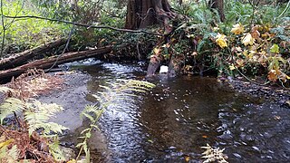 Kelsey Creek river in the United States of America