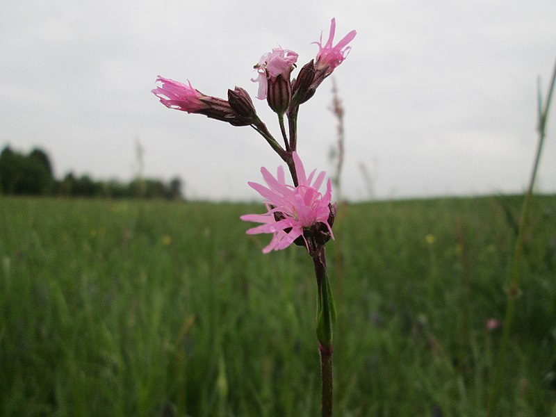 File:20190504Lychnis flos-cuculi1.jpg