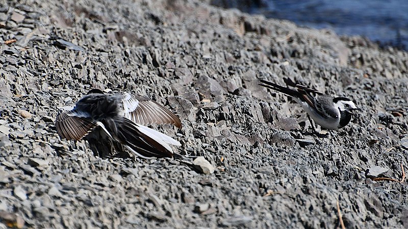 File:2022-05-18 0046 Птичьи разборки (Белая трясогузка - Motacilla alba).jpg