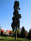 2 trees of life in the cemetery.jpg