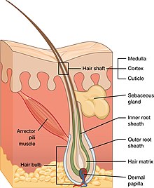 Hair - Wikipedia