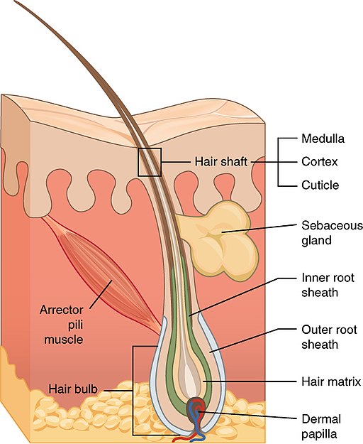 506 Hair