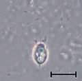 Codosiga sp. cell with a very short stalk