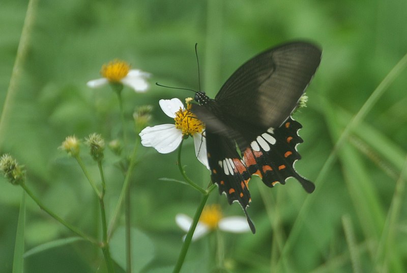 File:77紅紋鳳蝶2(李榮芳攝) (30927927883).jpg