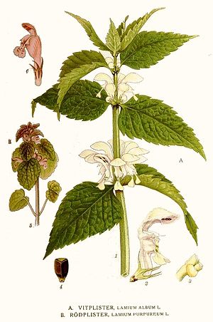 95 Lamium album, L. purpureum.jpg