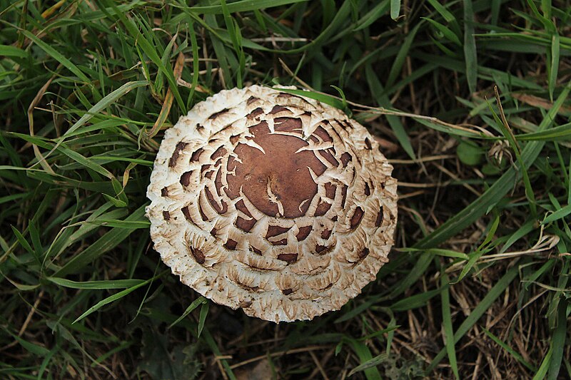 File:A Fungi at Drummore - geograph.org.uk - 4222731.jpg