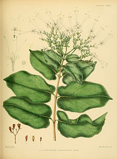 <i>Glossocarya</i> Genus of flowering plants