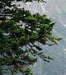 Abies pindrow foliage Manali-Leh.jpg