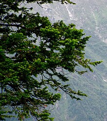 Abies pindrow foliage Manali-Leh.jpg