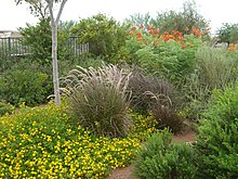 Some plants in the Acacia Demonstration Gardens Acacia Demonstration Gardens flowers.jpg