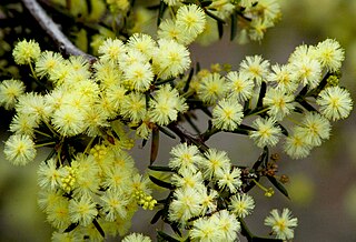 <i>Acacia genistifolia</i> Species of legume