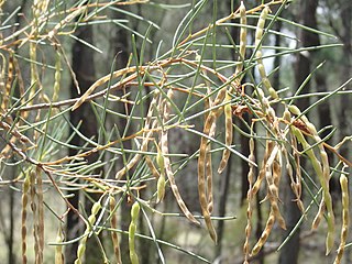 <i>Acacia havilandiorum</i> Species of plant