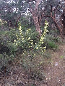 Acacia nervosa3.jpg