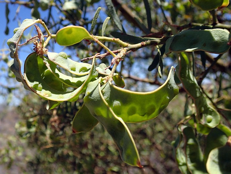 File:Acacia victoriae (11373001895).jpg