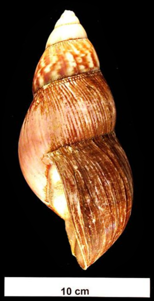 Fitxer:Achatina fulica shell 3.png