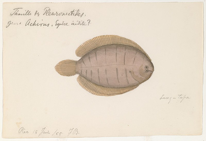 File:Achirus (Rio de Janeiro, Brazil, 16 June 1865).jpg