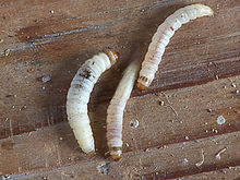 I bruchi di tarma minore della cera sono usati come esche per la pesca alla trota.