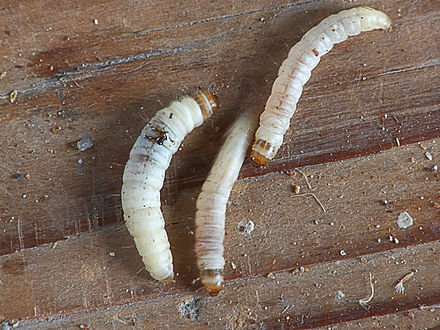Achroia grisella caterpillars kleine wasmot rupsen (1).jpg