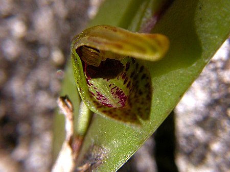 Acianthera_melachila